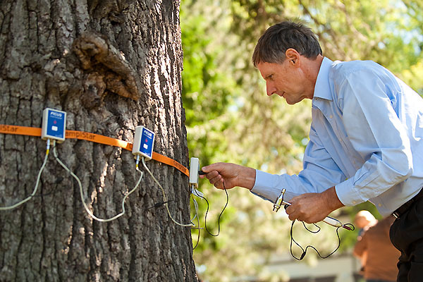 Photo: Bruce Allison performs an acoustic tomography scan on the tree