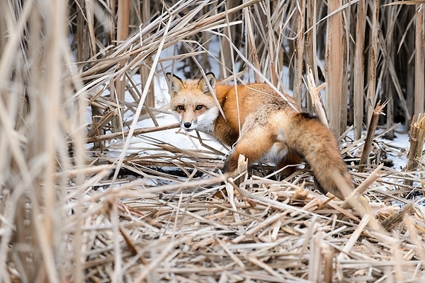 Photo: Young adult fox