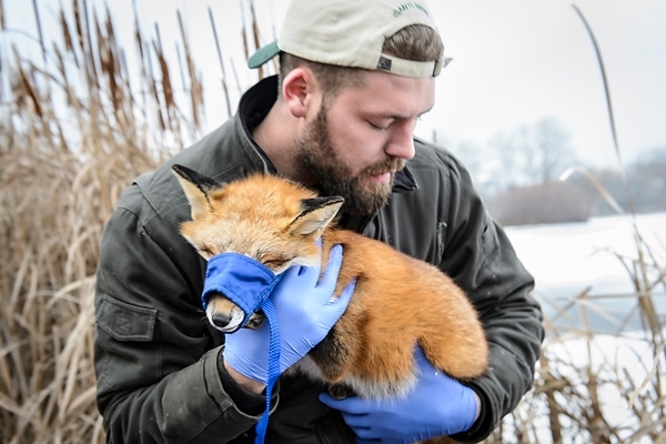 Photo: Relocating a sedated fox