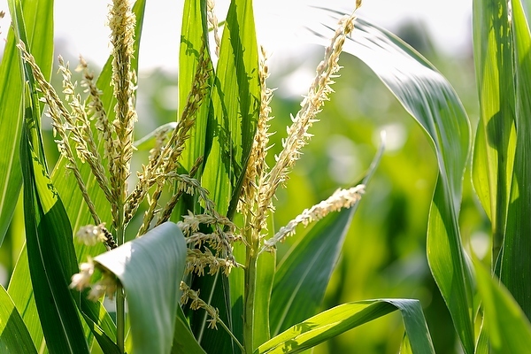 Photo: Corn at the West Madison Agricultural Research Station