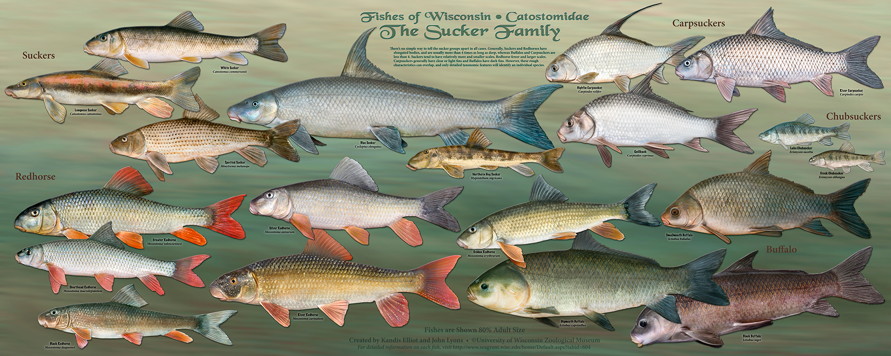 Wisconsin s fish all of them star in new poster series