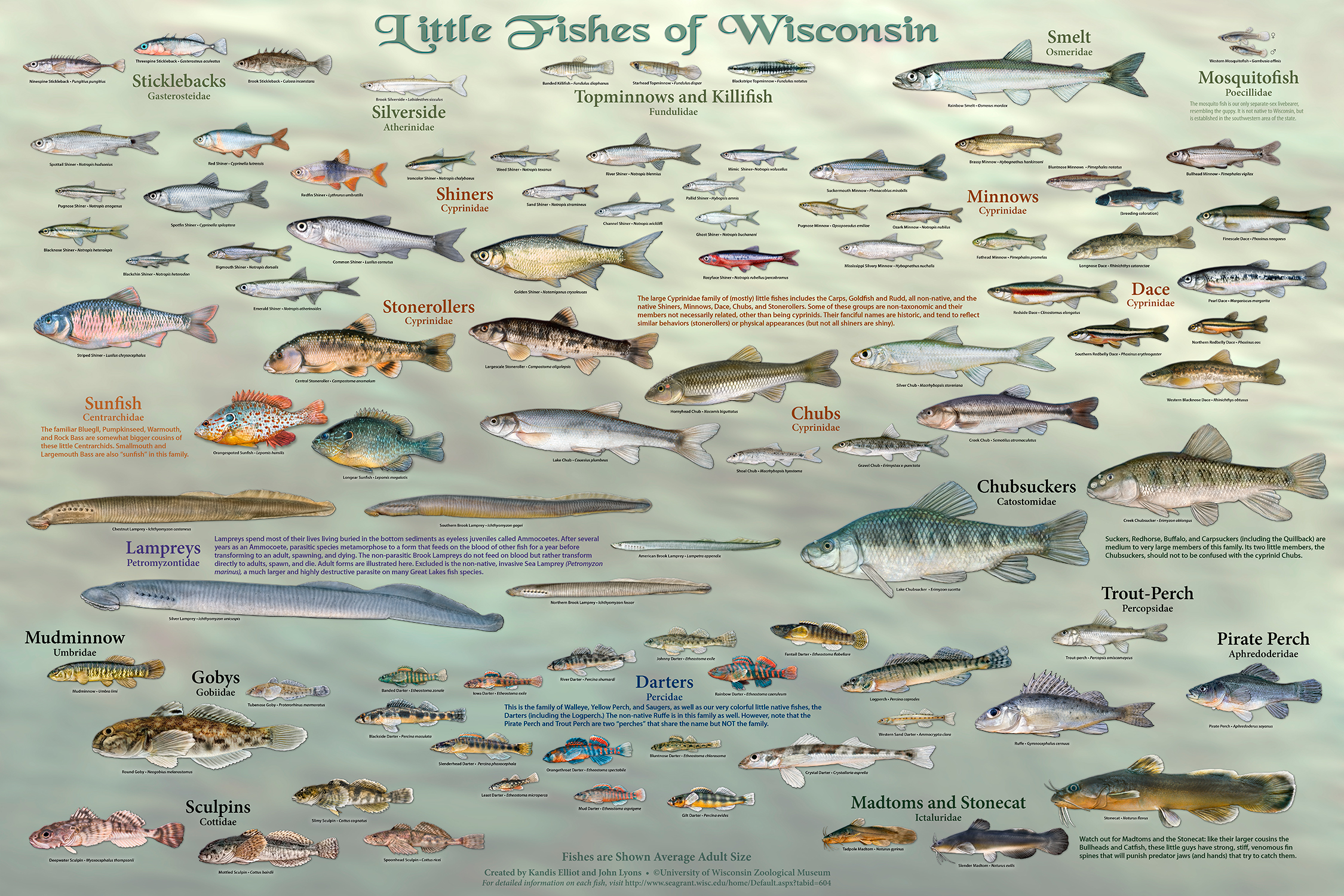 Wisconsin's fish – all of them – star in new poster series