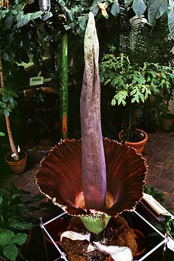 Photo of titan arum in full bloom n June 7, 2001