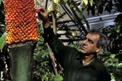 Photo of Mo Fayez harvesting Titan arum fruit.