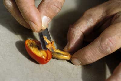 Photo of Mo Fayez cutting open fruit from  the Titan Arum.