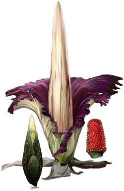 Illustration of Titan Arum in bud, bloom and fruit stages