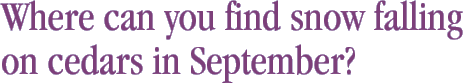 Where can you find snow falling on cedars in September?