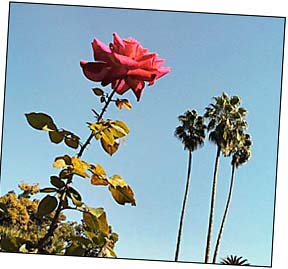 Rose and palm tree