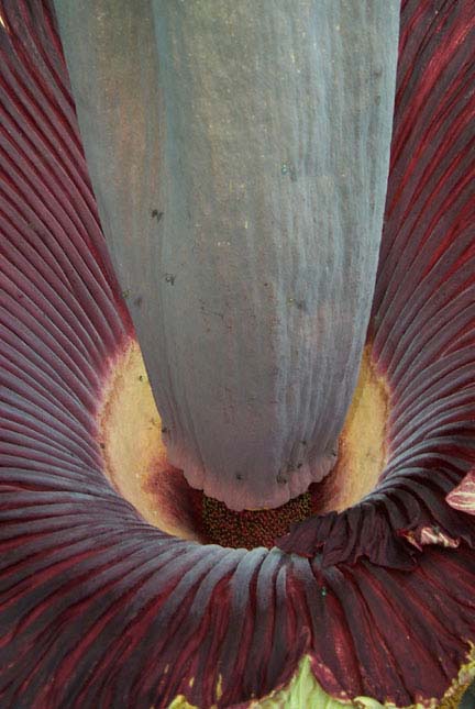Photo looking inside the spathe