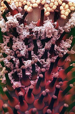 Photo of Male and Female flowers
