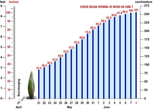 Chart showing growth progress of flower (see  below for chart data)