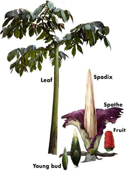 Diagram identifying the leaf, spadix, spathe, fruit and a young bud of Titan Arum