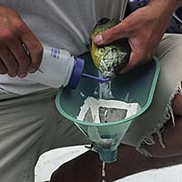 Photo of a student pumping the stomach of s pumpkinseed fish.