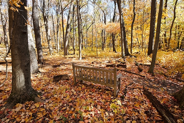 A trailside bench marks a spot for visitor solitude in Gallistel Woods.