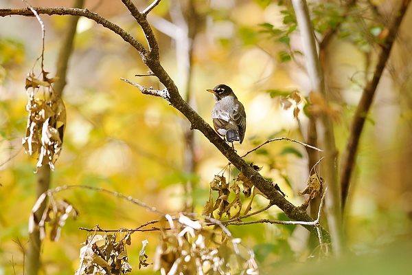 A bird perches amid low-lying brush in Gallistel Woods.