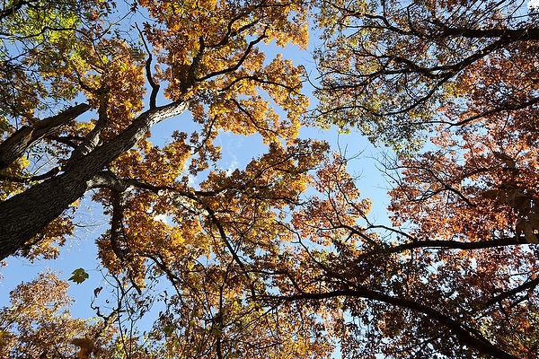 Oak trees tower overhead in Gallistel Woods.