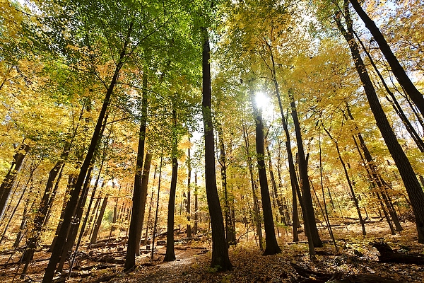 The sun shines through the golden-hued theater of trees in Wingra Woods.