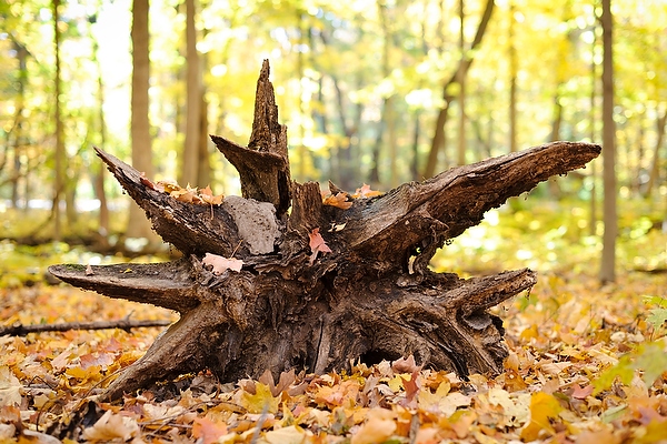 The star-rooted stump of a fallen tree prompts the question, "Did anyone hear it fall?"