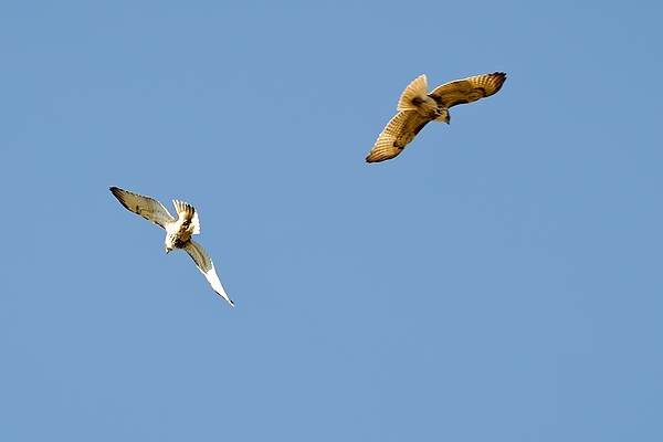 A pair of hawks circle in the sky in search of unsuspecting prey in Wingra Woods.