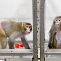 Rhesus monkeys 27-year-old Canto, on a restricted diet (left), and 29-year-old Owen, a control subject on an unrestricted diet (right),  were among the subjects in a pioneering long-term study of the links between diet and aging in rhesus macaque monkeys.