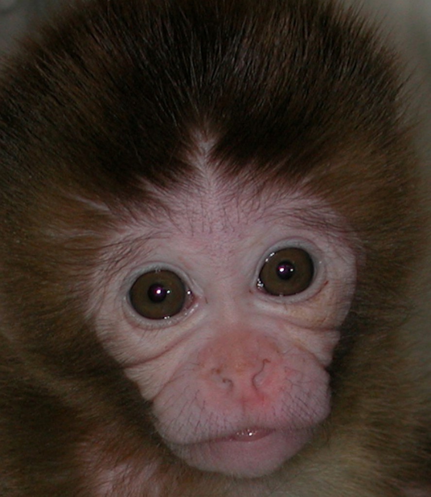 Nice hair, monkey | A spider monkey displays some amazingly … | Flickr