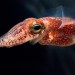New findings about the Hawaiian bobtail squid help reveal some of the hidden rules of symbiosis, processes that are also likely occurring in higher animals, including humans. Photo: Chris Frazee, UW School of Medicine and Public Health