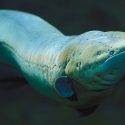 New research, which includes the first draft assembly of the complete genome of an electric fish, the South American electric eel, identifies the genetic factors the animals used to create an organ that can deliver a jolt several times more powerful than standard household current. Photo: National Aquarium