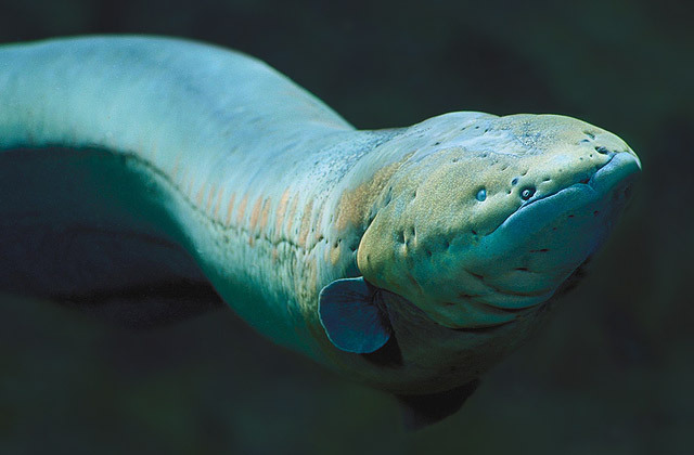 Two fish families evolved electric powers by tweaking the same gene