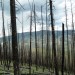 A stand of dead and brand new lodgepole pine trees in the Northern Rocky Mountains in 2012, following wildfires in 2011. A research team from the University of Wisconsin-Madison and the Washington State Department of Natural Resources studied these trees to examine whether earlier outbreaks of mountain pine beetles, which kill trees, changed the ecological impact of the fire and post-fire recovery of the forest.Photos: Turner Lab