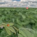 An asian lady beetle rests on a plant in a soybean field in this time-exposure image. New research suggests that diminishing wind speeds caused by climate change affects the ability of such insects to capture prey. Photo: Brandon Barton