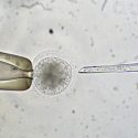 DNA is extracted (pipette at right) from an animal egg during a cloning procedure in Professor Neal First’s lab in 1998.