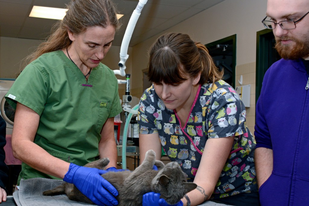 $1.3M In Grants, Gifts Fund Creation Of Animal Shelter Medicine Program