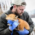 Marcus Mueller relocates a still-sedated fox to a more sheltered area.