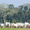 Historically, expansion of cattle pastures has driven deforestation in the Brazilian Amazon, where these pastures cover about two-thirds of all the deforested land. A new study led by the University of Wisconsin-Madison’s Holly Gibbs shows that market-driven “zero deforestation agreements” have dramatically influenced the behavior of ranchers and the slaughterhouses to which they sell.

Photo: Rachel Kramer, National Wildlife Federation