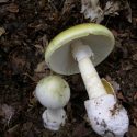 The European Amanita phalloides (“death cap”) mushroom. Photo: Archenzo/Creative Commons