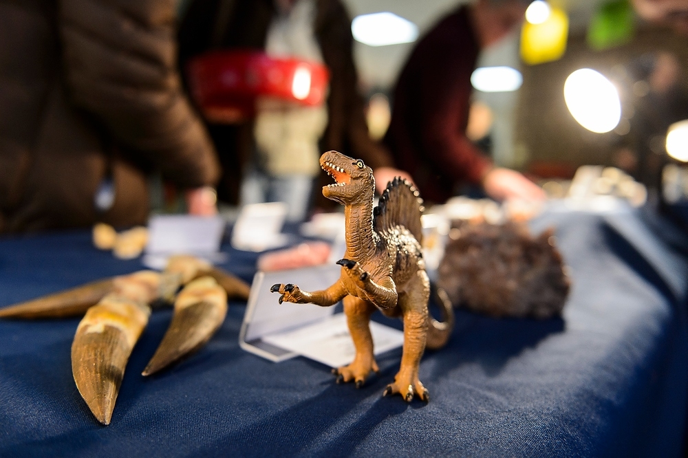 A toy dinosaur stands next to replicas of a Spinosaurus tooth on display and available for purchase -- along with many gems and minerals -- during the Friends of the Geology Museum Holiday Sale at the University of Wisconsin-Madison on Dec. 4, 2015. The tooth replica is from a carnivorous specimen estimated to be approximately 100 million-years-old and found in Morocco. (Photo by Jeff Miller/UW-Madison)