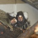 Cuddling and grooming are important activities for common marmosets such as these at the Wisconsin National Primate Research Center. Cuddling, and especially grooming, strengthen pair bonding, physical intimacy and successful mating. 