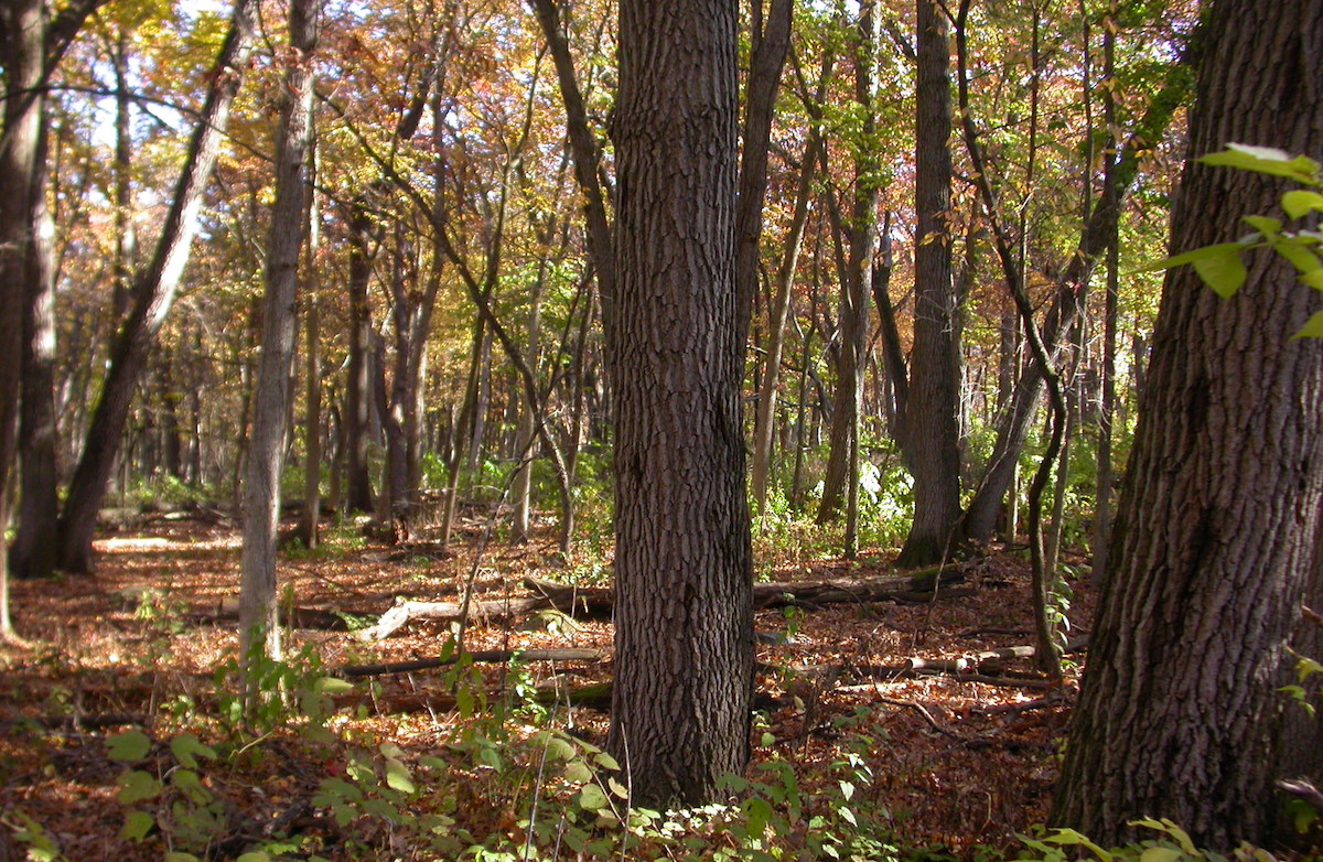 Volunteer restoration efforts, focused on removing invasive trees and shrubs and introducing controlled fires, have helped return this Wisconsin oak woods closer to its conditions before human settlement. 