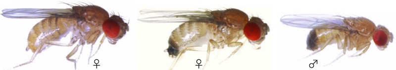 Some female Drosophila erecta fruit flies have a dark coloration that camouflages them as males, reducing the number of copulations and, therefore, the amount of injury.