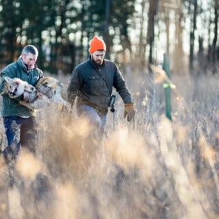 David Drake, associate professor of forest and wildlife ecology, carries a still-sedated coyote back into the field.