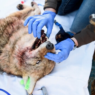 Veterinary medicine students inspect a coyote's  teeth.