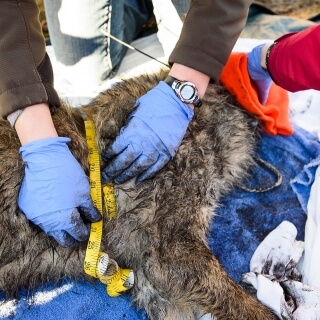 A group of student veterinarians from the School of Veterinary Medicine take measurements.