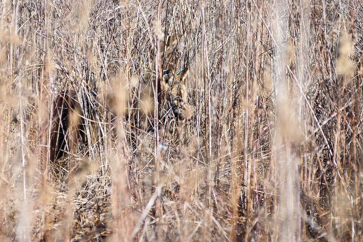 A still-groggy adult coyote stirs in the brush after being caught, sedated and tested at Curtis Prairie at the University of Wisconsin–Madison Arboretum as part of a research effort to study the behavior of growing fox and coyote populations in the city of Madison. 