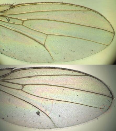 A comparison of normal (top) and disrupted wing development (bottom) shows a missing vein (red circle).