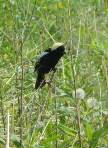 A male Bobolink; a bird Species of Greatest Conservation Need in Wisconsin.