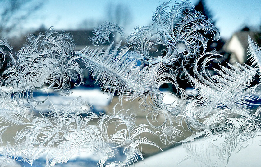 This cellphone photo of ice crystals on a windowpane by botany Professor Marisa Otegui was among the winner's of last year's Cool Science Image Contest.