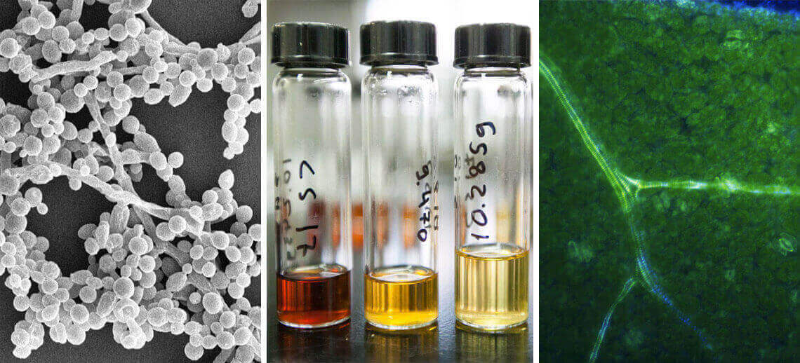 GLBRC technologies pictured from left to right: yeast strains, screened via a novel method, that thrive in an accelerated process for converting plant biomass to ethanol; GVL, a plant-derived chemical used in creating a concentrated stream of sugars ripe with applications for biofuels; and a close-up of poplar tree lignin that's been genetically modified for easier degradation.