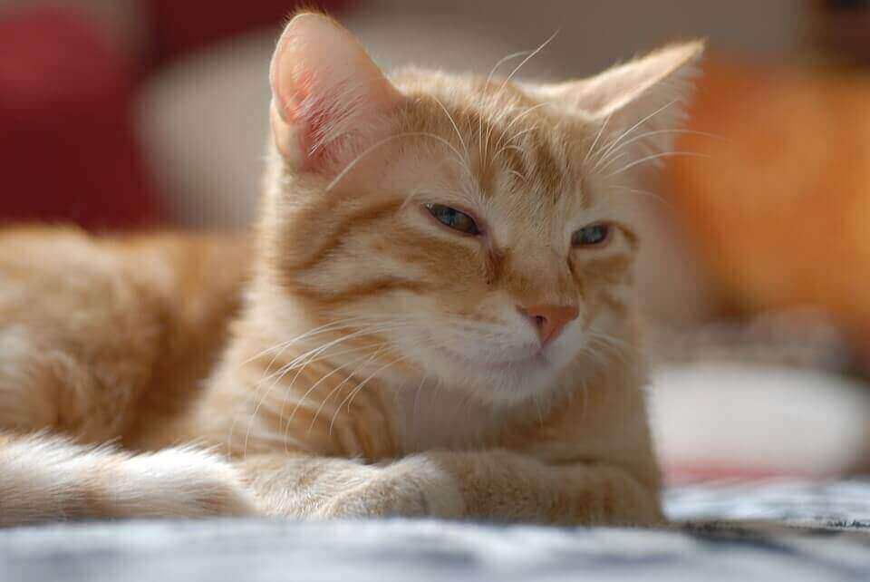 Photo: Orange tabby cat