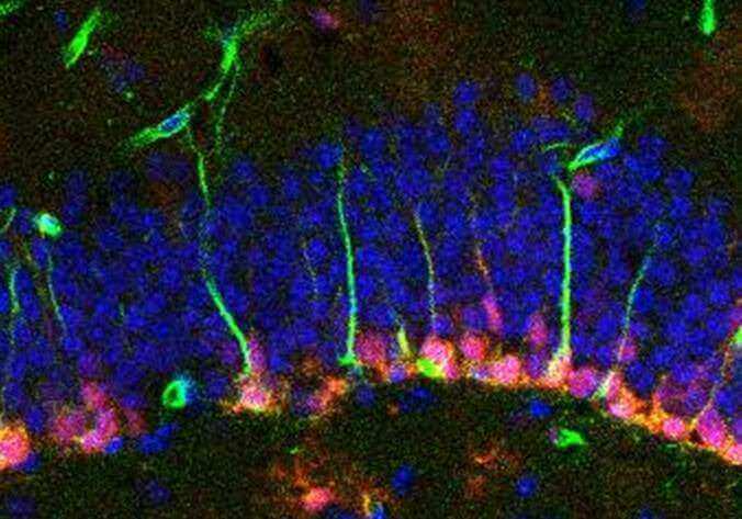 In a new study of mice, neuroscience professor Xinyu Zhao of University of Wisconsin–Madison identifies genetic activity in the adult hippocampus that causes stem cells to mature into fully formed neurons. Green: neural stem cells, some differentiating into neurons. Red: immature neurons.