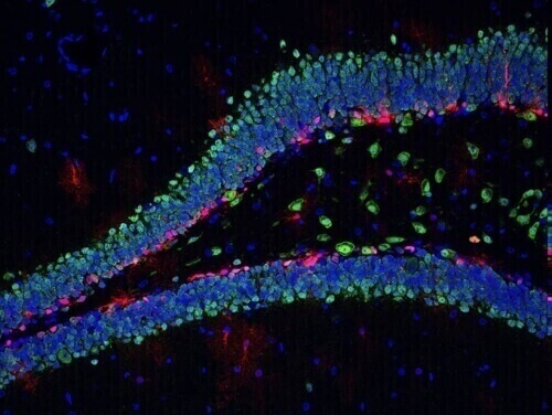 The V-shaped blue structure is part of the adult hippocampus, where new neurons are produced throughout life in most mammals, including humans. Red: new, immature neurons. Green: mature neurons. 